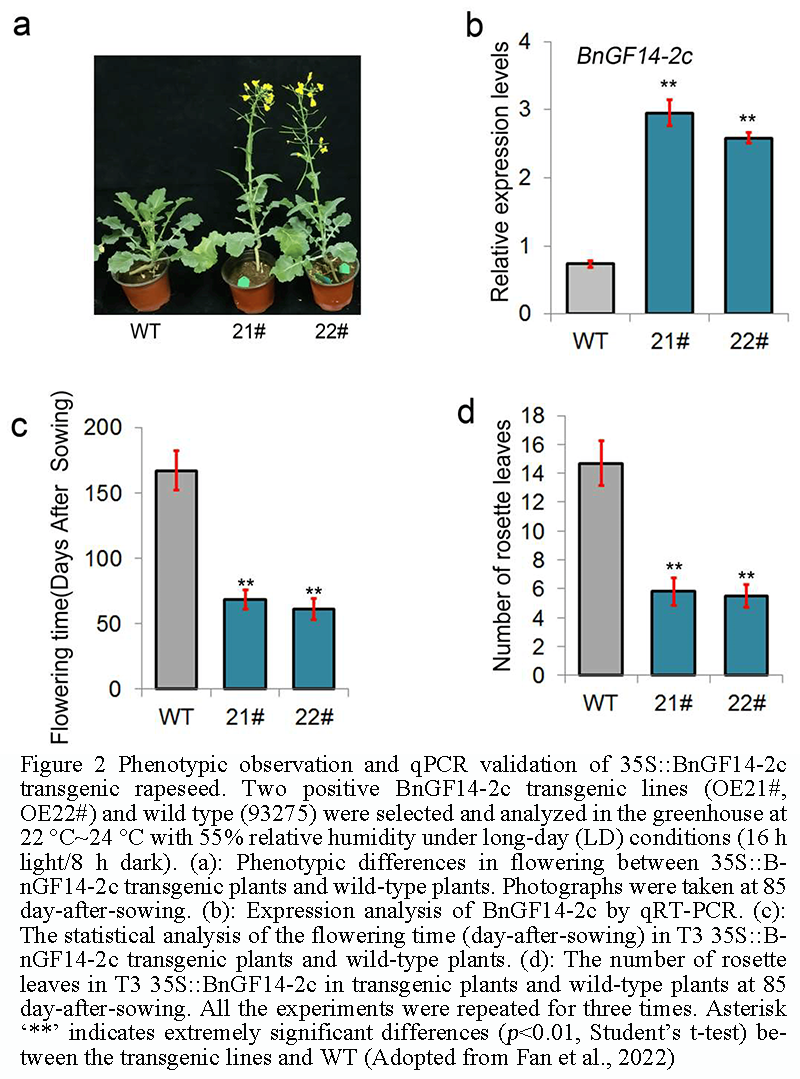 Transcriptional Networks in Rapeseed Development and Stress Responses ...